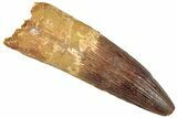 Enormous, Real Spinosaurus Tooth - Nice Enamel Preservation #302843-1